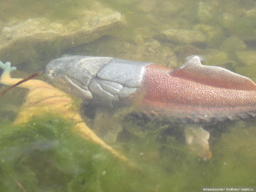 Ящеры у реки: речные ловушки