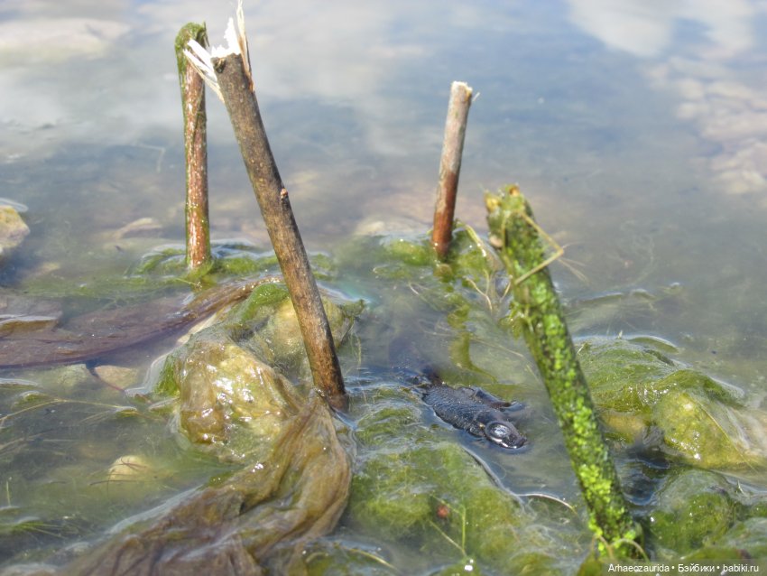 Ящеры у реки: речные ловушки (фото 3)
