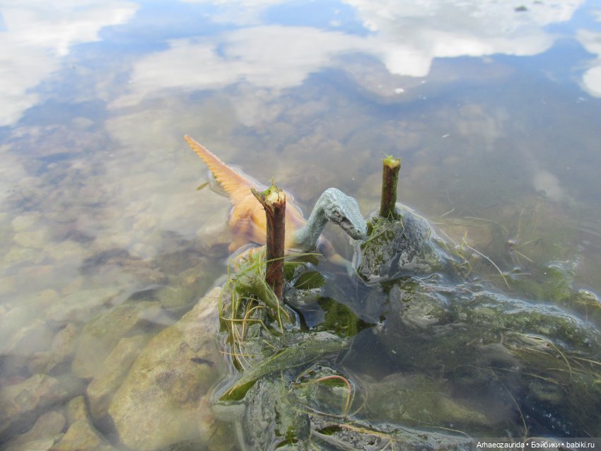 Ящеры у реки: речные ловушки (фото 6)