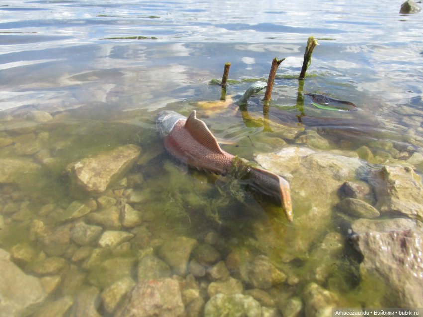 Ящеры у реки: речные ловушки (фото 10)
