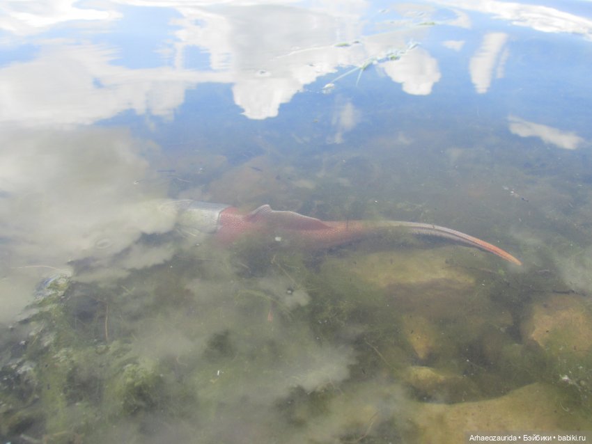 Ящеры у реки: речные ловушки (фото 7)