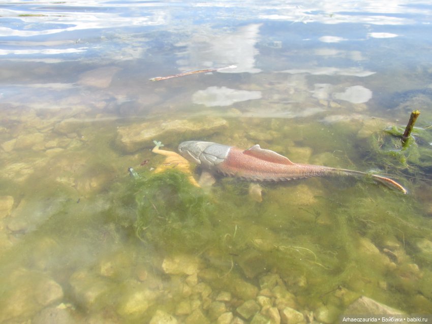 Ящеры у реки: речные ловушки