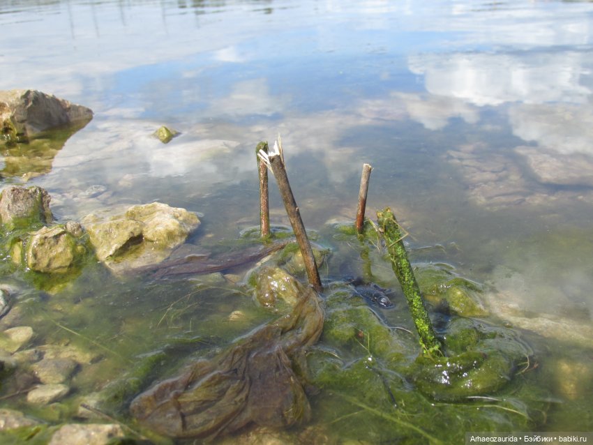 Ящеры у реки: речные ловушки (фото 2)