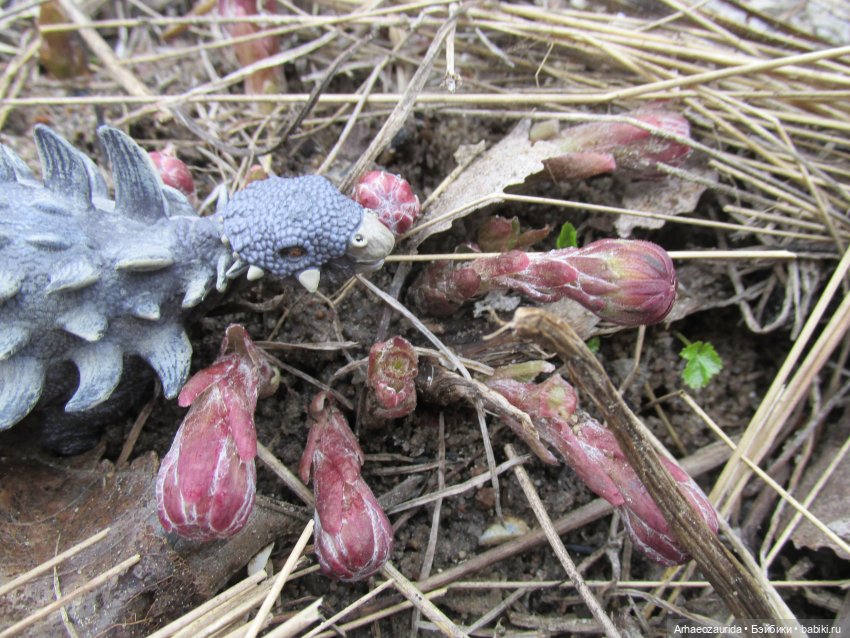 Ящеры в Холмах: камни и трава