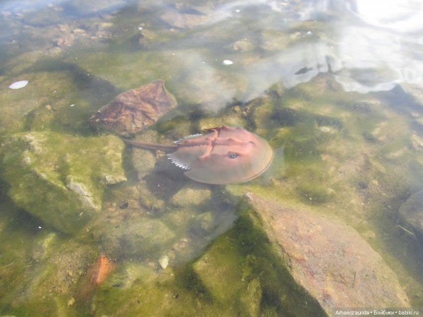Диметродон: река сегодня странная (фото 3)