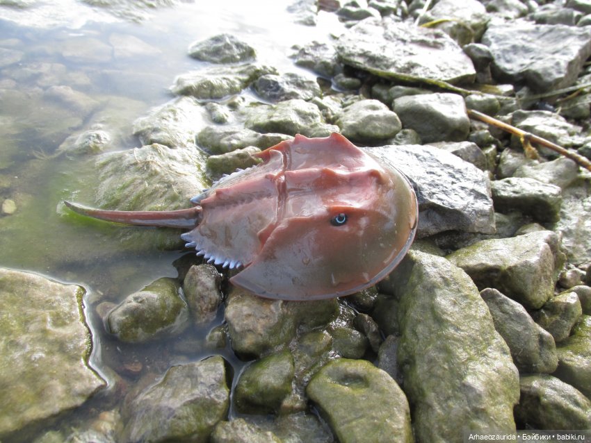 Диметродон: река сегодня странная (фото 6)