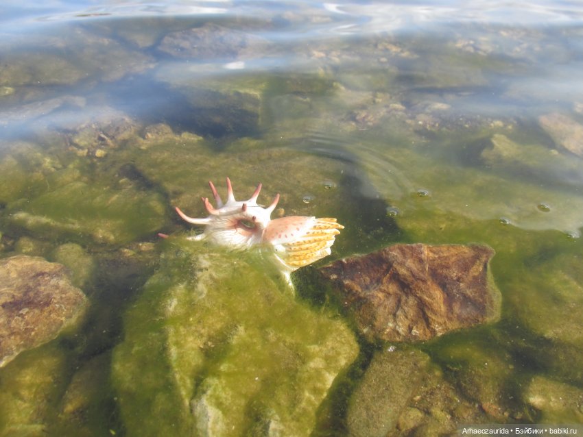 Диметродон: река сегодня странная (фото 7)