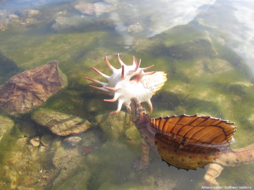 Диметродон: река сегодня странная (фото 10)