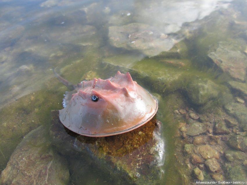 Диметродон: река сегодня странная (фото 5)