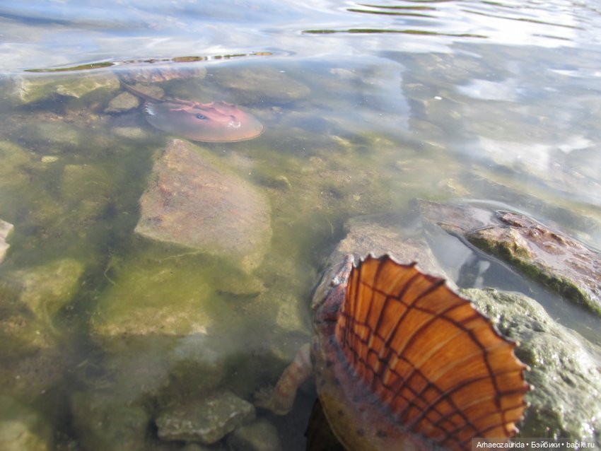 Диметродон: река сегодня странная (фото 4)