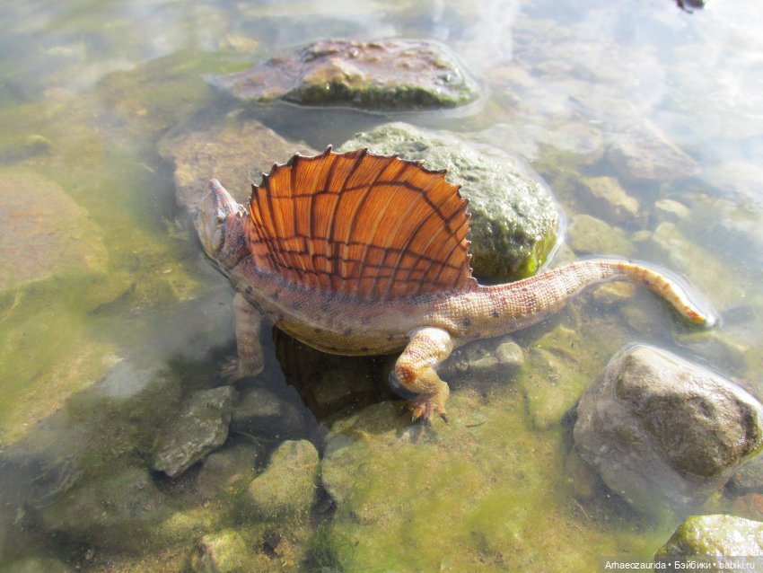 Диметродон: река сегодня странная