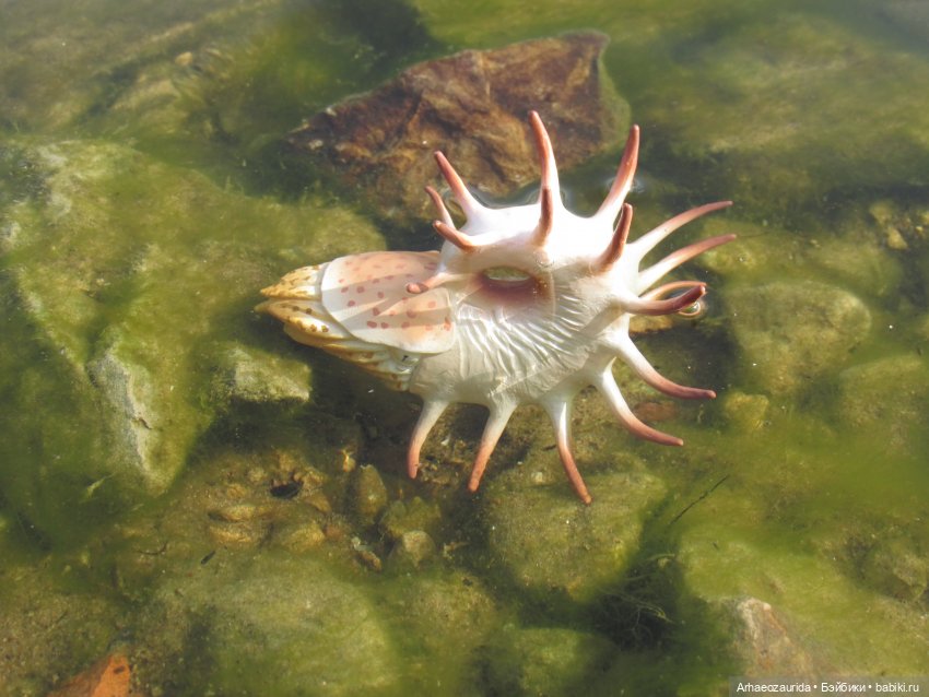 Диметродон: река сегодня странная