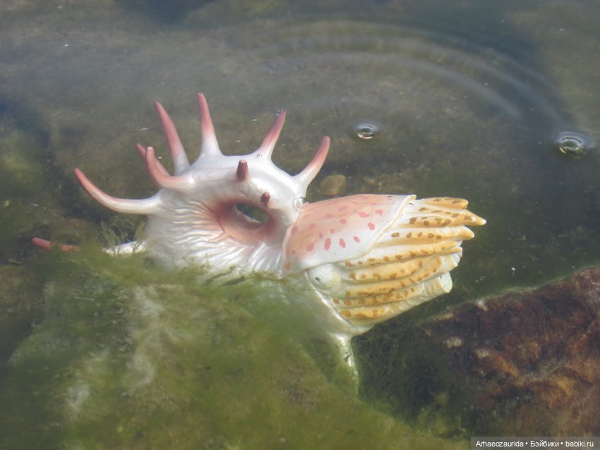 Диметродон: река сегодня странная (фото 8)