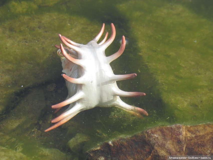 Диметродон: река сегодня странная