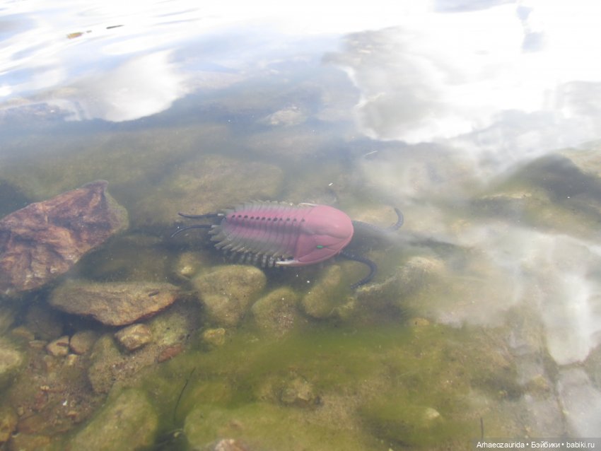 Диметродон: река сегодня странная