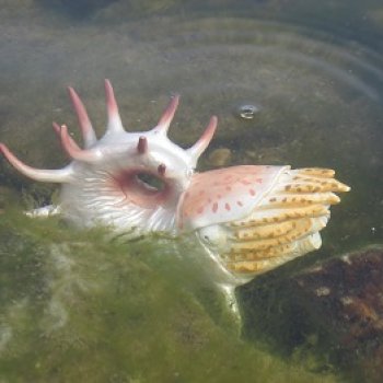 Диметродон: река сегодня странная