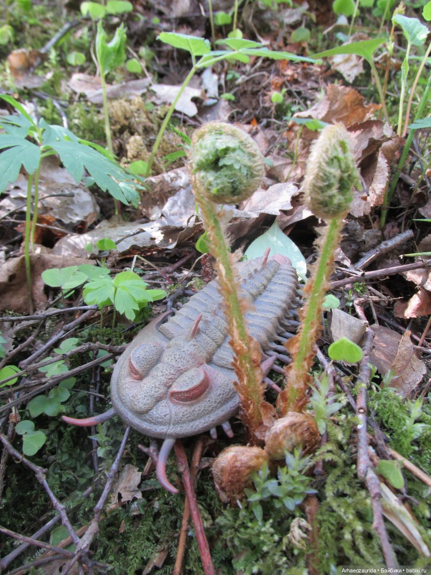 Трилобиты у Красной реки — Интересные игрушки и фигурки (разное): редкие (фото 2)