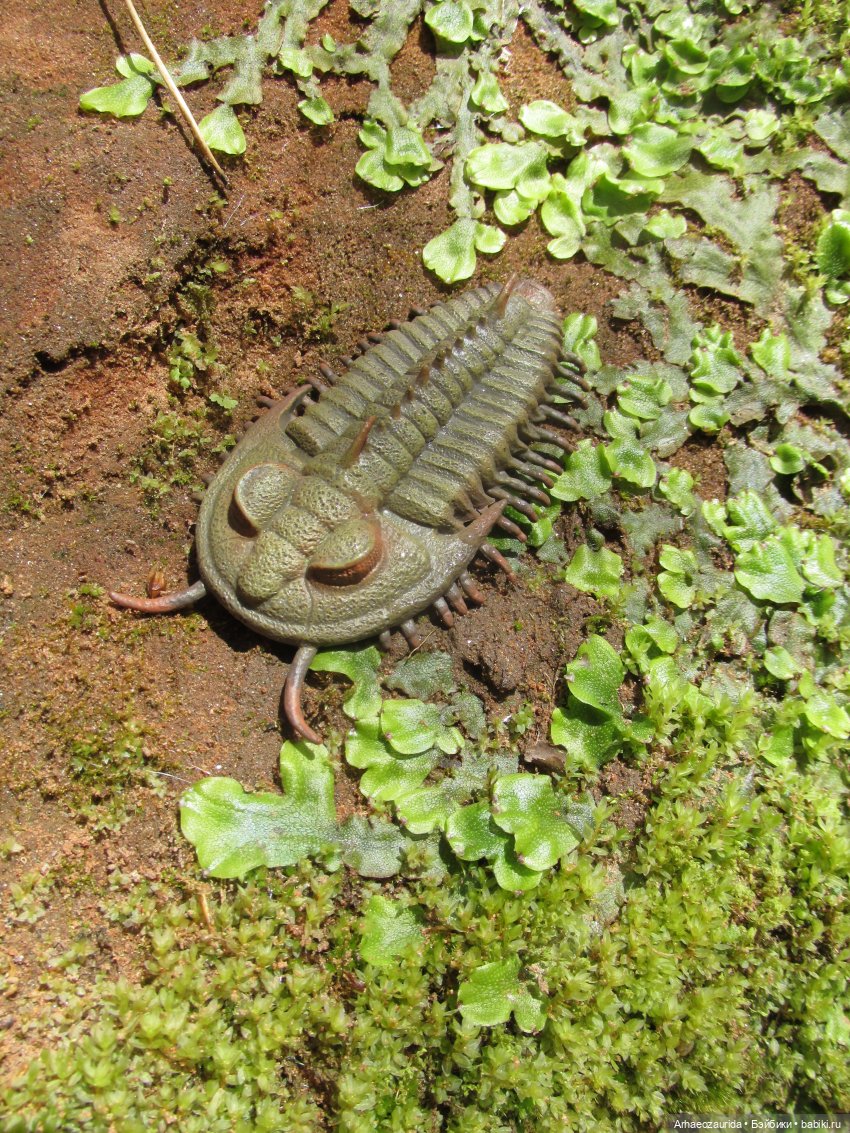 Трилобиты у Красной реки — Интересные игрушки и фигурки (разное): редкие (фото 7)