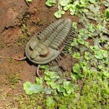 Трилобиты у Красной реки