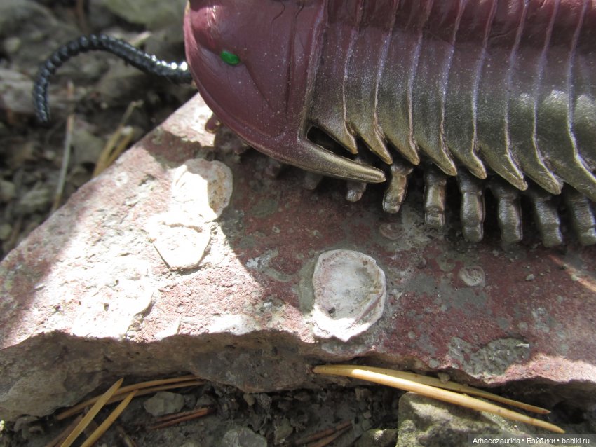 Диметродон: знакомое место