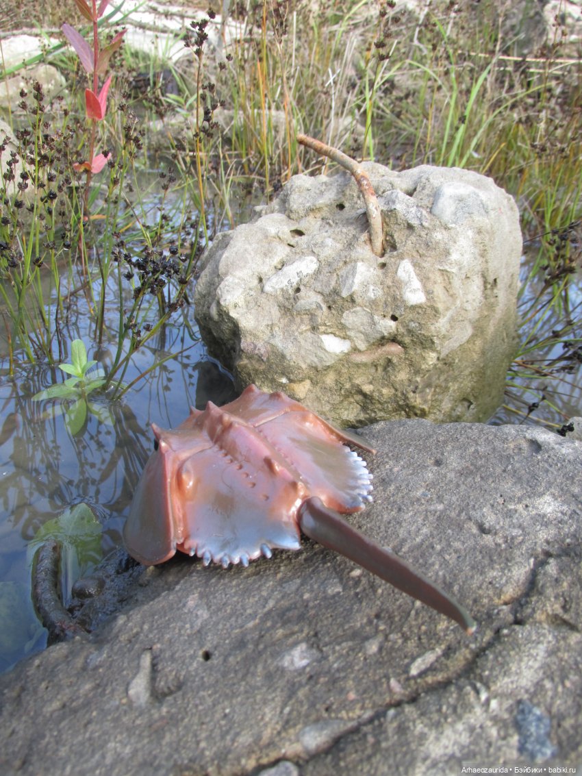 Диметродон: знакомое место