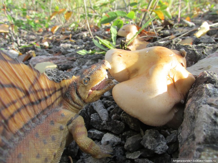 Диметродон: знакомое место