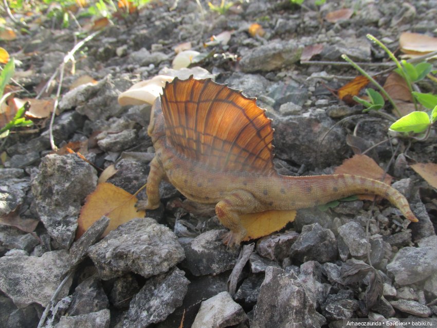 Диметродон: знакомое место