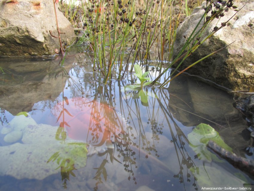 Диметродон: знакомое место