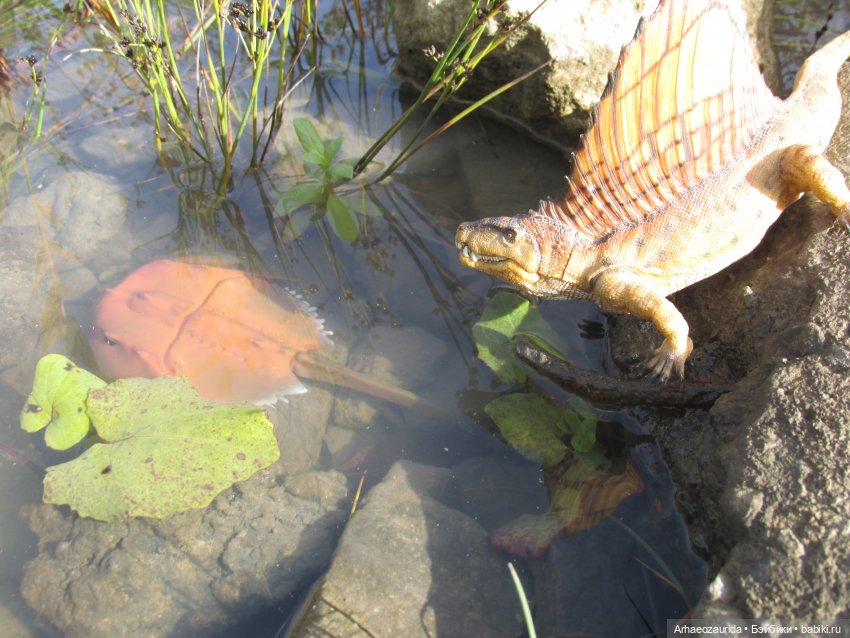 Диметродон: знакомое место