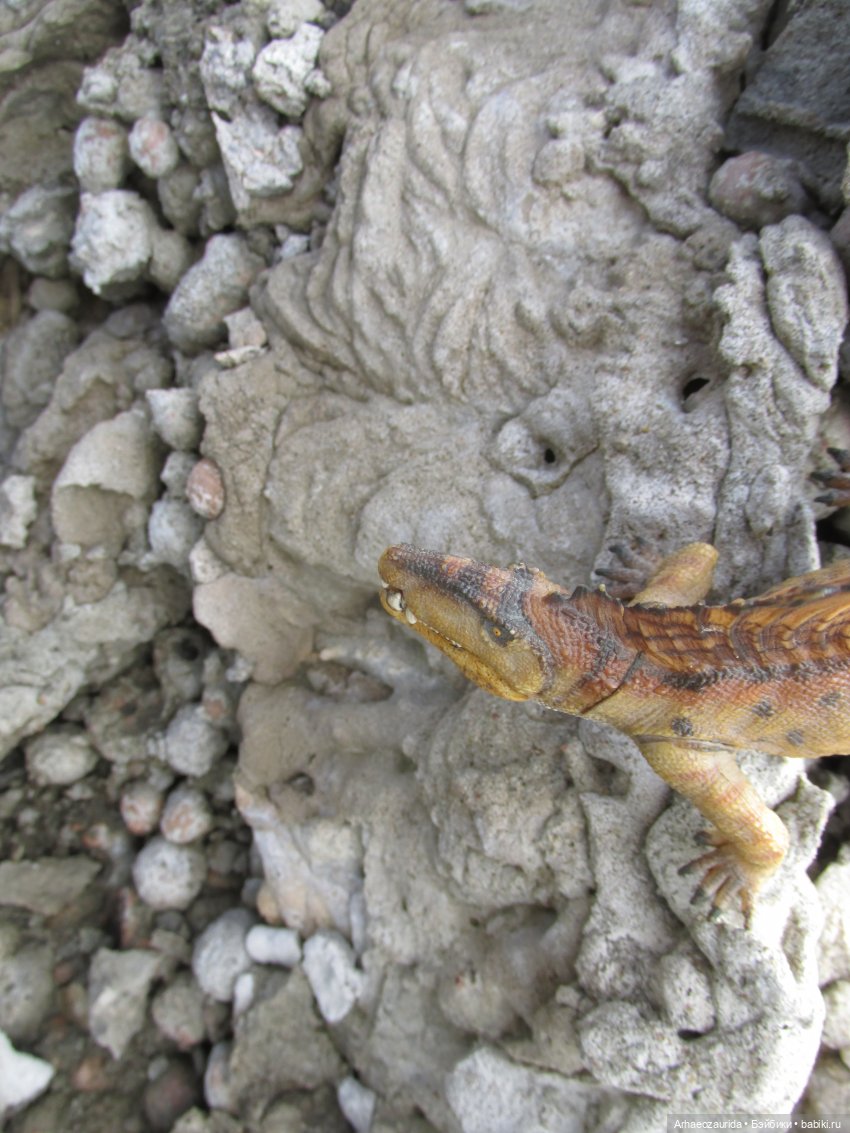 Диметродон: знакомое место (фото 6)