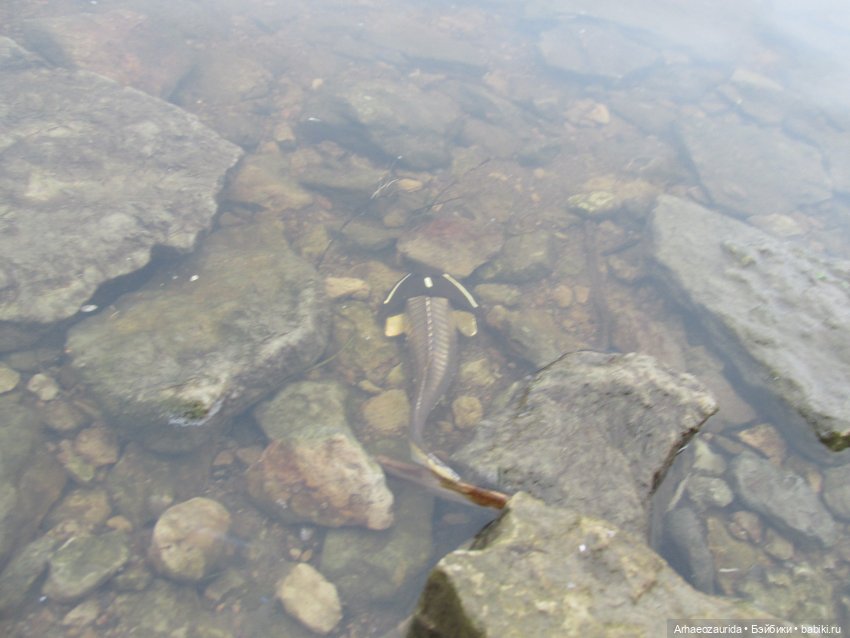 Ящеры на Холмах: первый лёд | Бэйбики Ящеры на Холмах: первый лёд (фото 8)