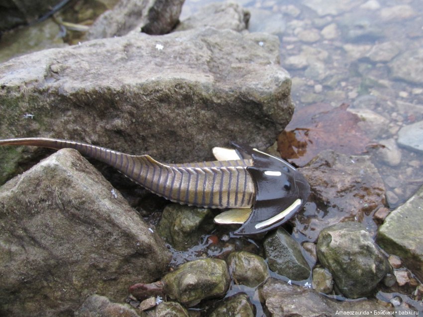 Ящеры на Холмах: первый лёд | Бэйбики Ящеры на Холмах: первый лёд (фото 7)