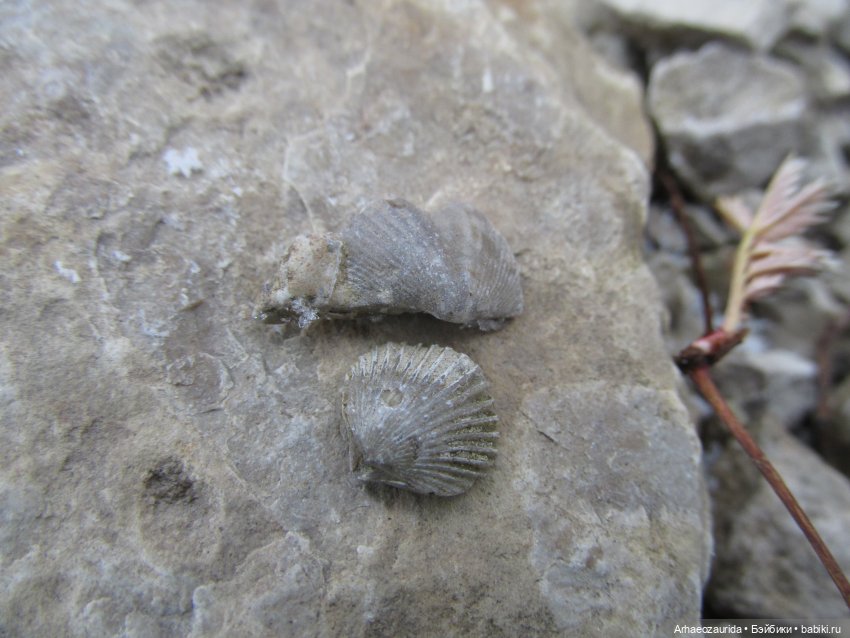 Ящеры на Холмах: первый лёд | Бэйбики Ящеры на Холмах: первый лёд