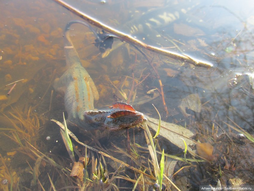 Кейнес и Холмы: холодная река | Бэйбики Кейнес и Холмы: холодная река