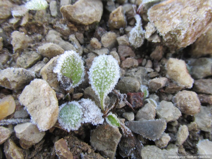 Кейнес и Холмы: холодная река | Бэйбики Кейнес и Холмы: холодная река (фото 9)