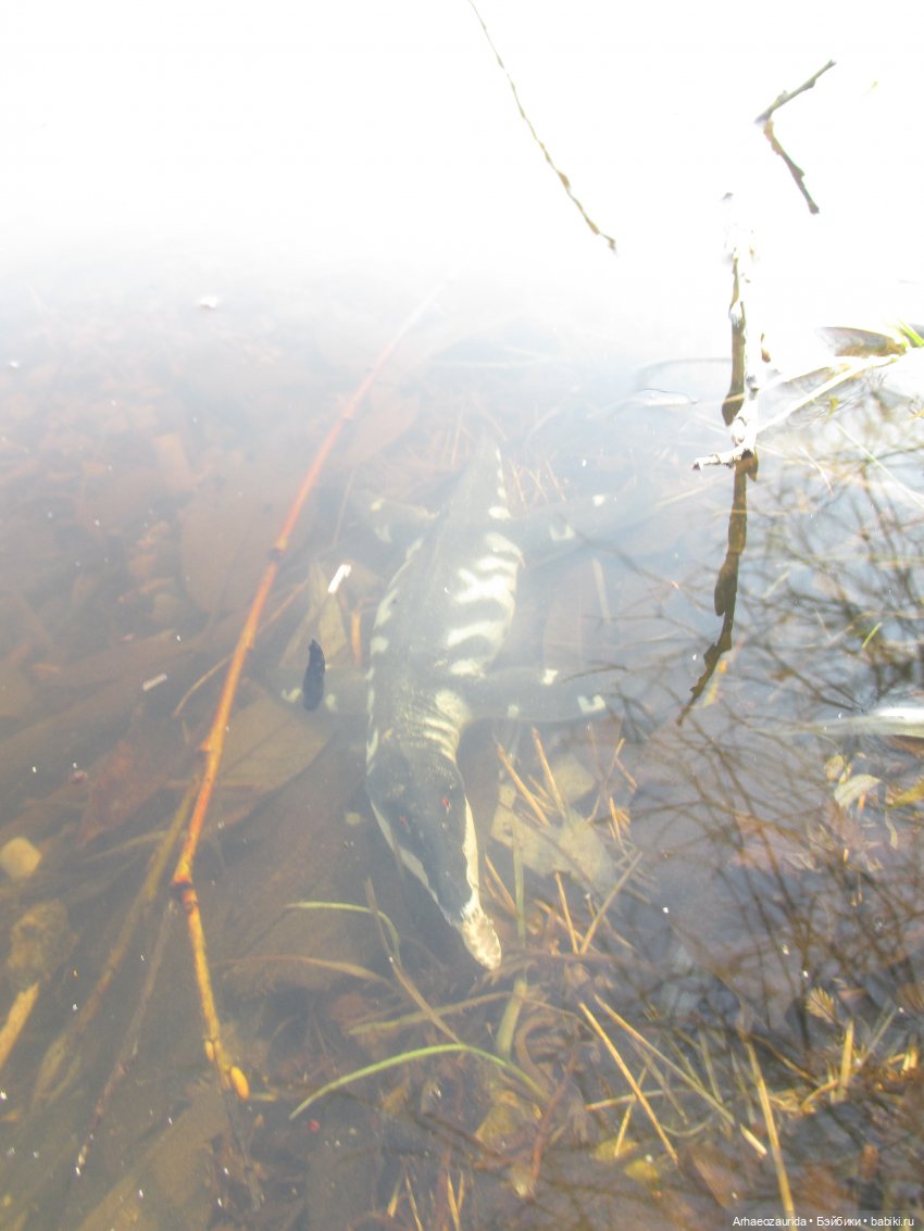 Кейнес и Холмы: холодная река | Бэйбики Кейнес и Холмы: холодная река