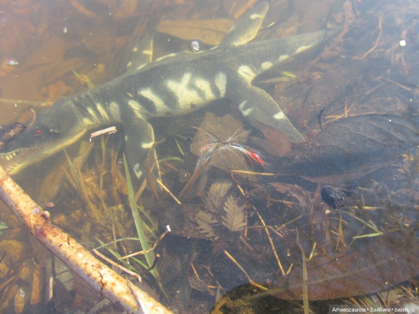 Кейнес и Холмы: холодная река | Бэйбики Кейнес и Холмы: холодная река