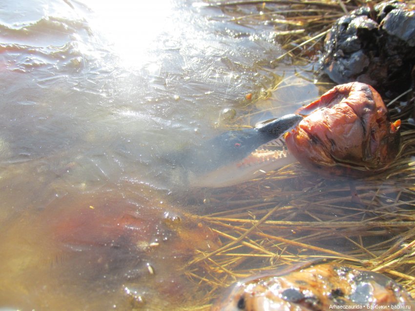 Кейнес и Холмы: холодная река