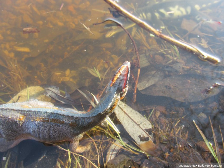 Кейнес и Холмы: холодная река | Бэйбики Кейнес и Холмы: холодная река