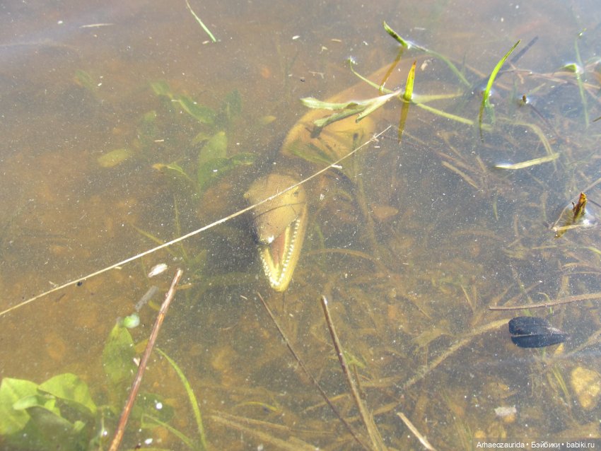 Половодье: речные хищники (фото 8)