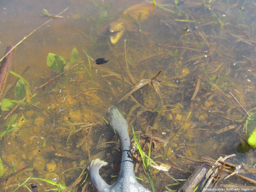 Половодье: речные хищники (фото 9)