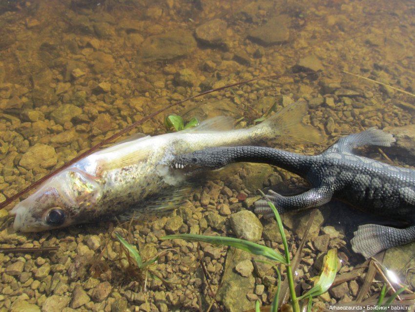 Половодье: речные хищники