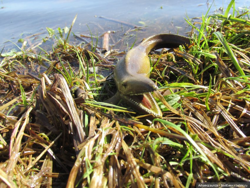 Половодье: речные хищники