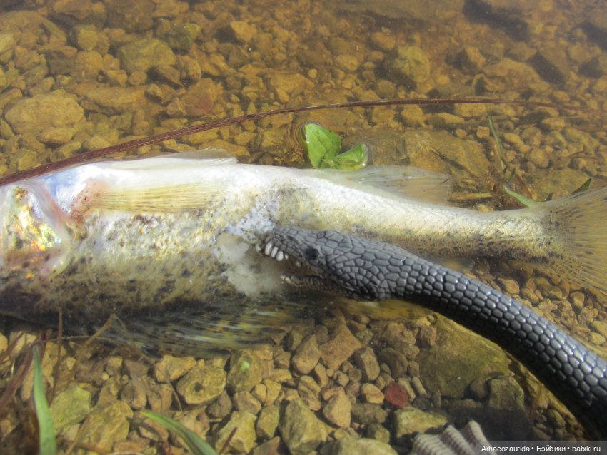 Половодье: речные хищники