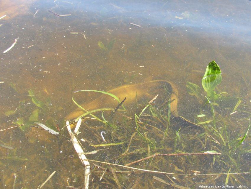 Половодье: речные хищники (фото 6)