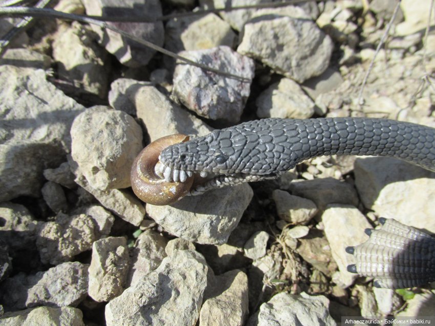 Половодье: речные хищники