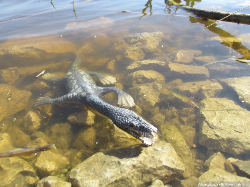 Половодье: речные хищники (фото 2)