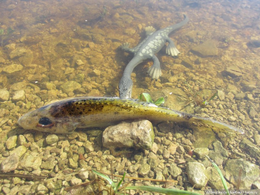 Половодье: речные хищники