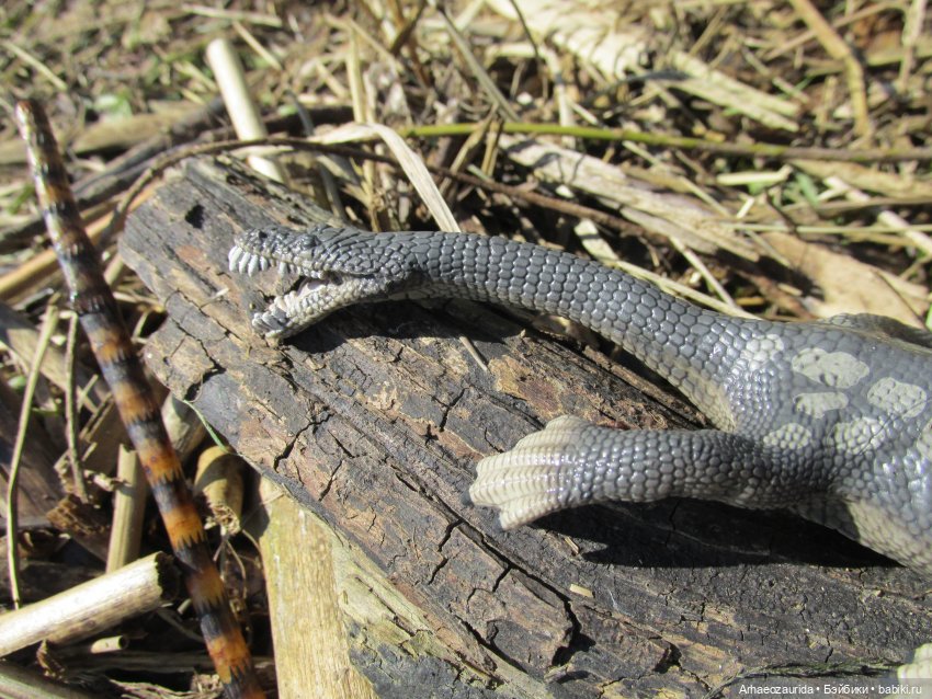 Половодье: речные хищники