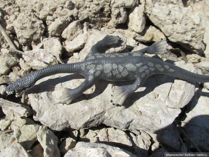 Половодье: речные хищники (фото 3)